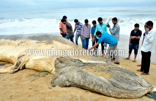 ullal whale